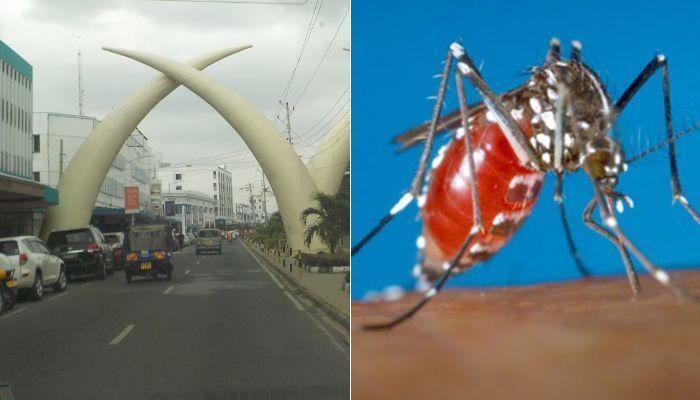 File image of a section of Mombasa County (left) and a mosquito that spreads the Chikungunya disease.